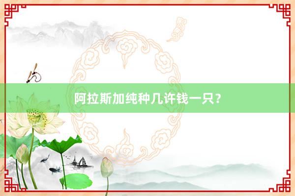 阿拉斯加纯种几许钱一只？